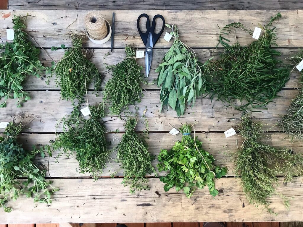 Growing herbs to dry