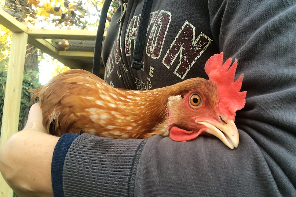 Caring for a wounded chicken
